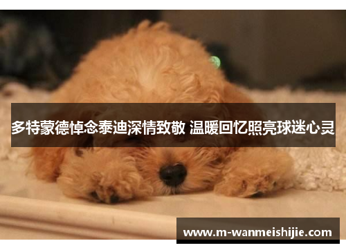 多特蒙德悼念泰迪深情致敬 温暖回忆照亮球迷心灵